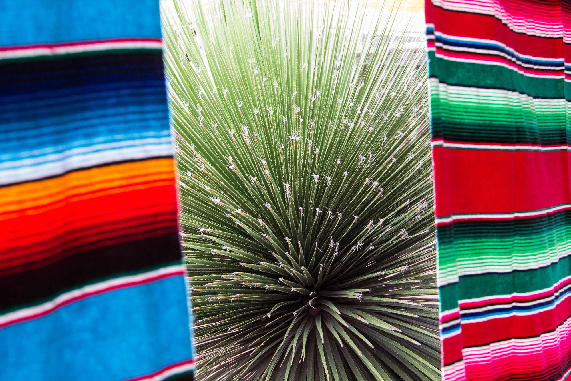 Artesanato têxtil e o cacto chamado agave, de onde são retiradas fibras, além de ser produzida a tequila e o mezcal