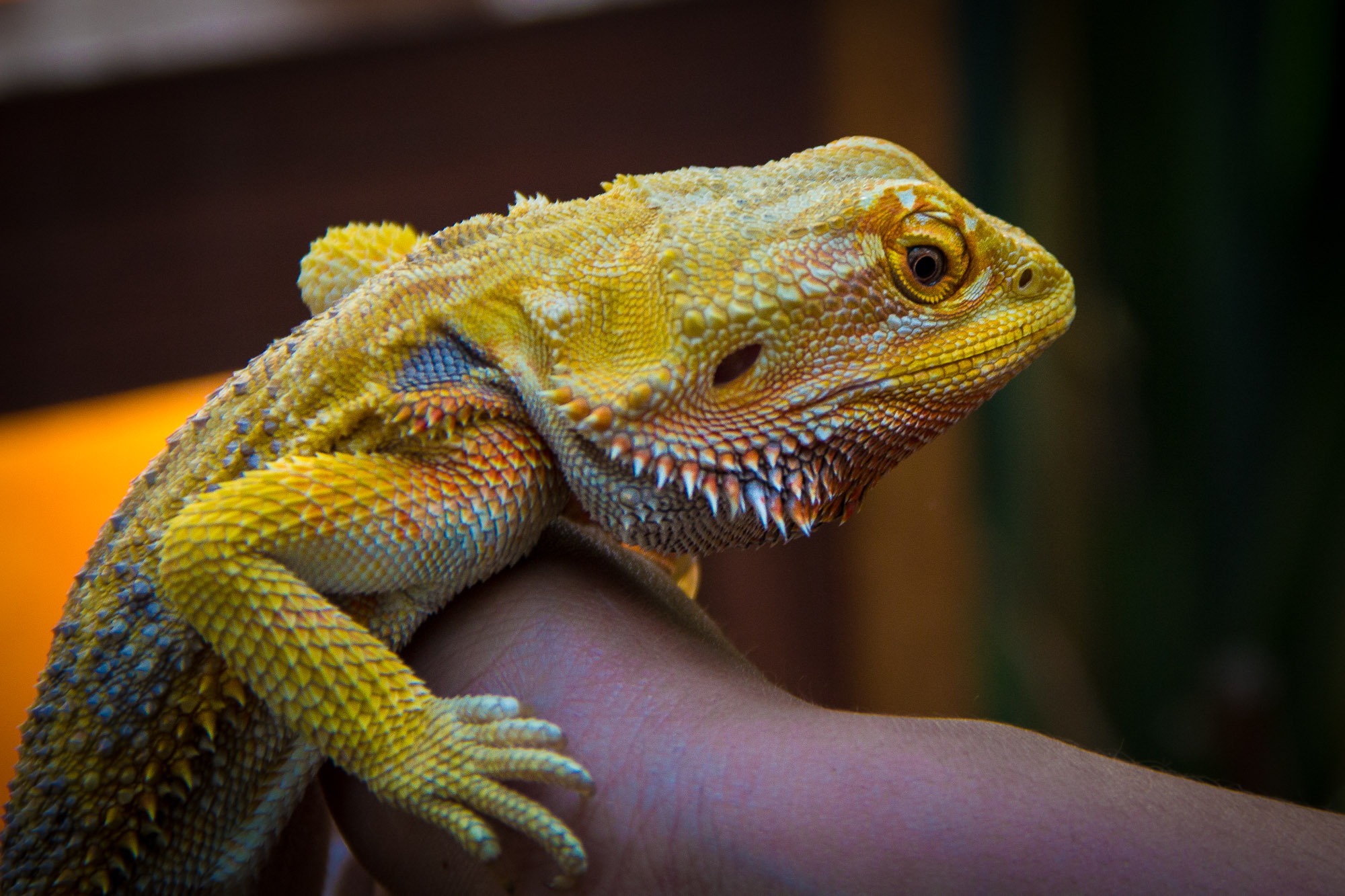 Uma iguana, nada sóbria, em seu disfarce natural.
